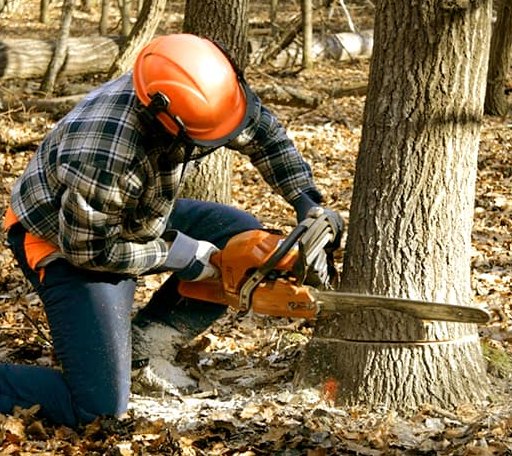 Tree Removal in Battle Creek, MI